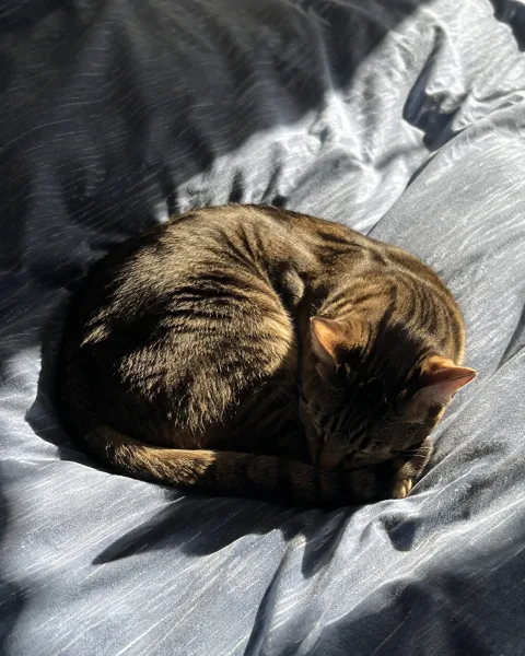 Foto de un gato dormido al sol en la demostración