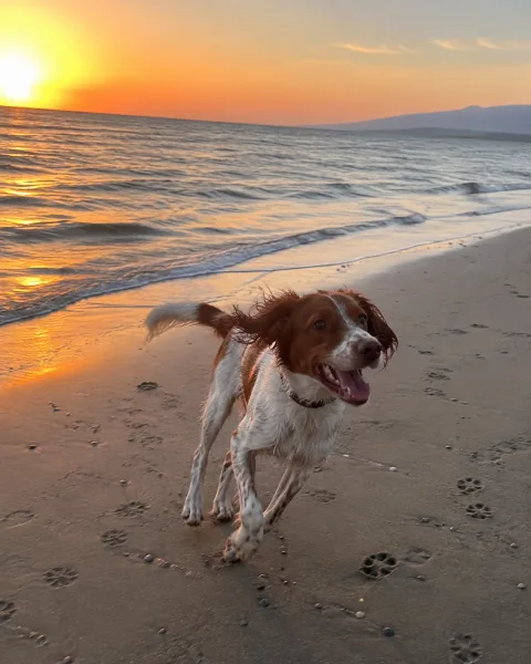 Foto de un perro corriendo por la playa en la demostración